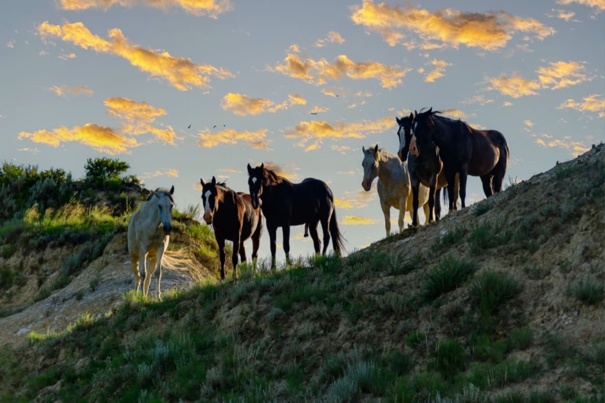 North Dakota